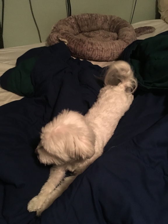 XC6FAGBF2MFSALV9PX24Wo.JPG